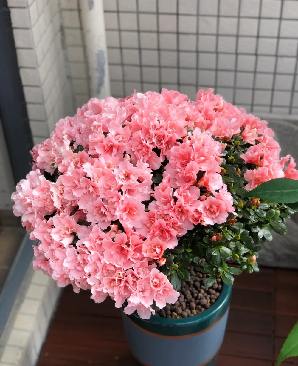 每一種花卉都不止一個名字,30種常見花卉名稱大合集,終於搞清楚了!