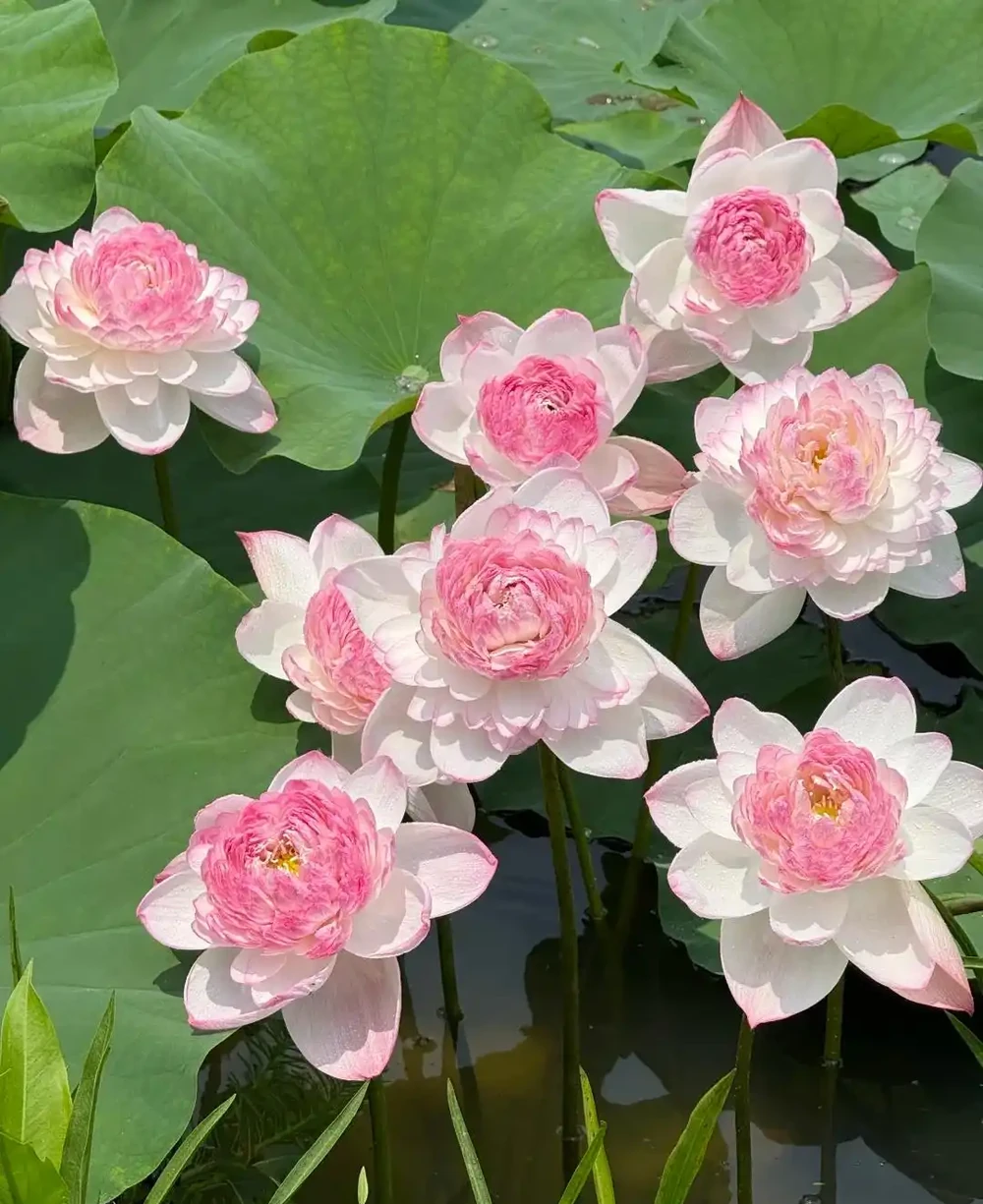 每一種花卉都不止一個名字,30種常見花卉名稱大合集,終於搞清楚了!