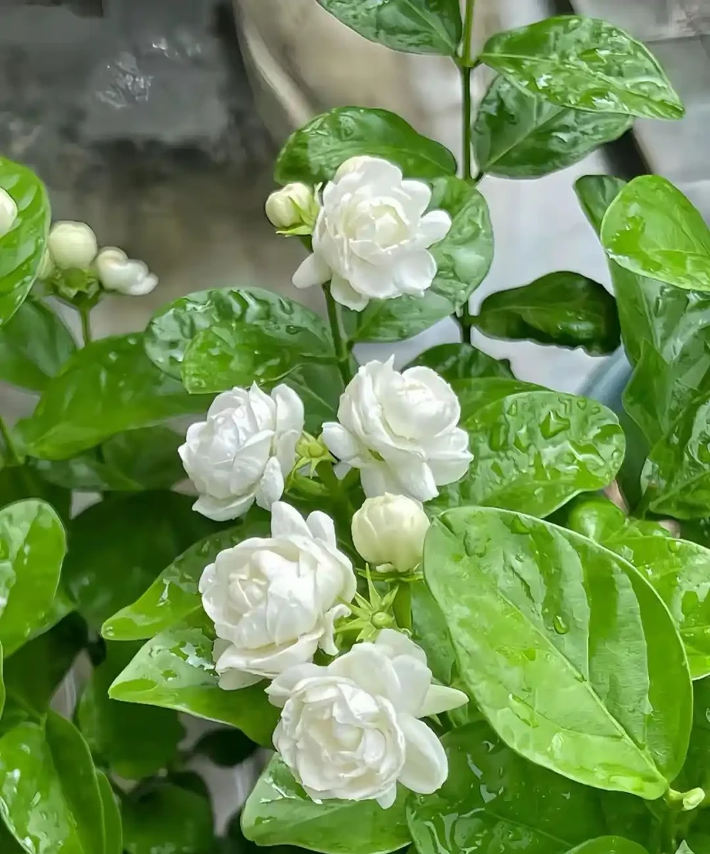 每一種花卉都不止一個名字,30種常見花卉名稱大合集,終於搞清楚了!