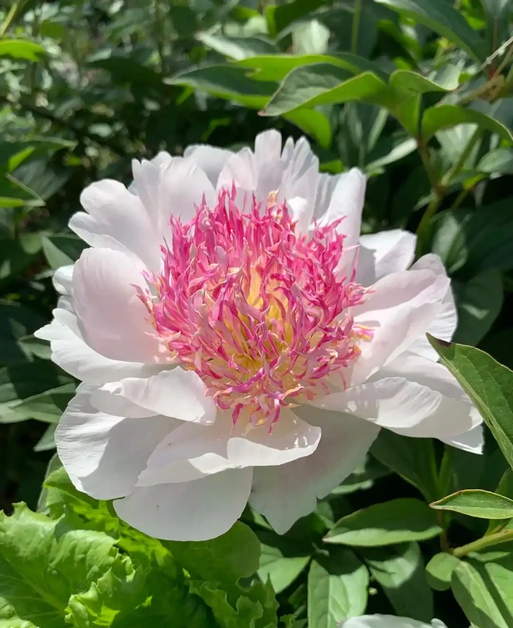 每一種花卉都不止一個名字,30種常見花卉名稱大合集,終於搞清楚了!