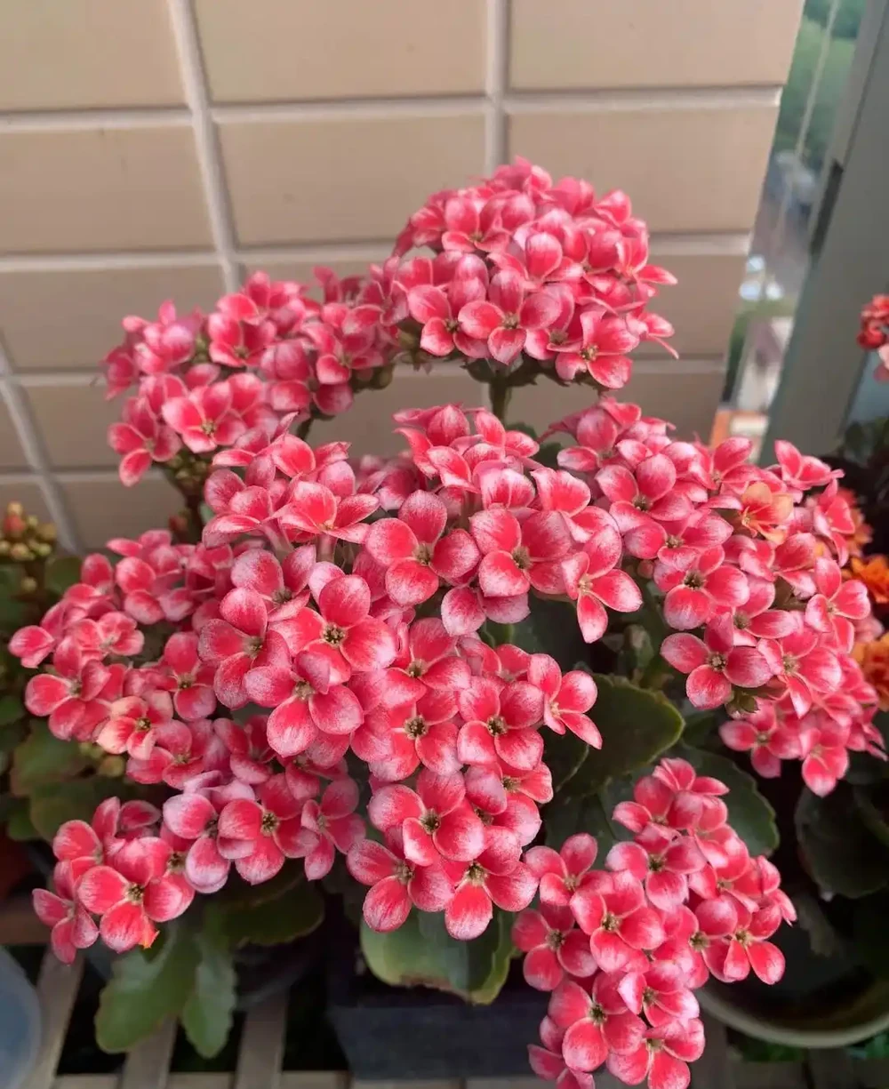 每一種花卉都不止一個名字,30種常見花卉名稱大合集,終於搞清楚了!