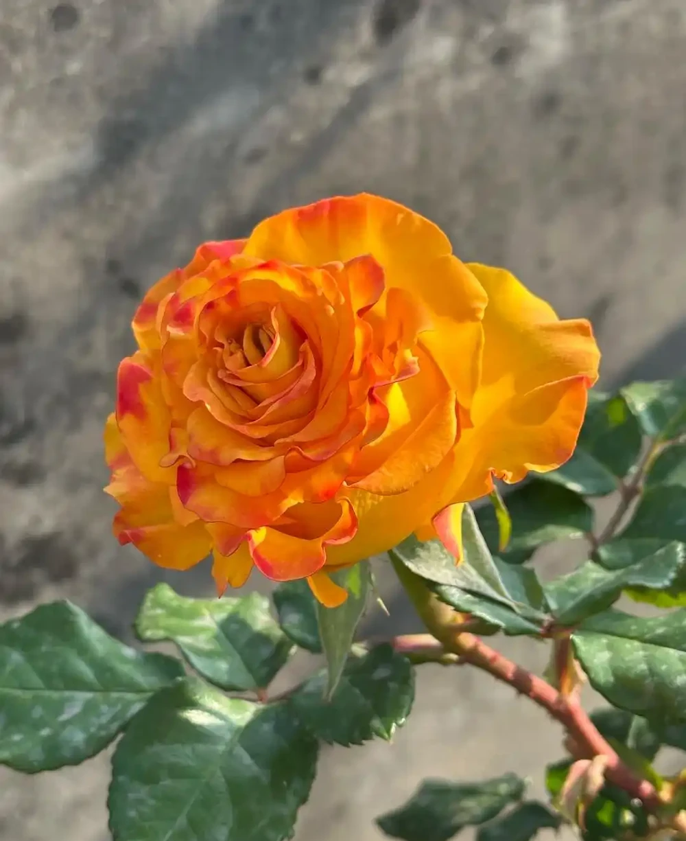 每一種花卉都不止一個名字,30種常見花卉名稱大合集,終於搞清楚了!