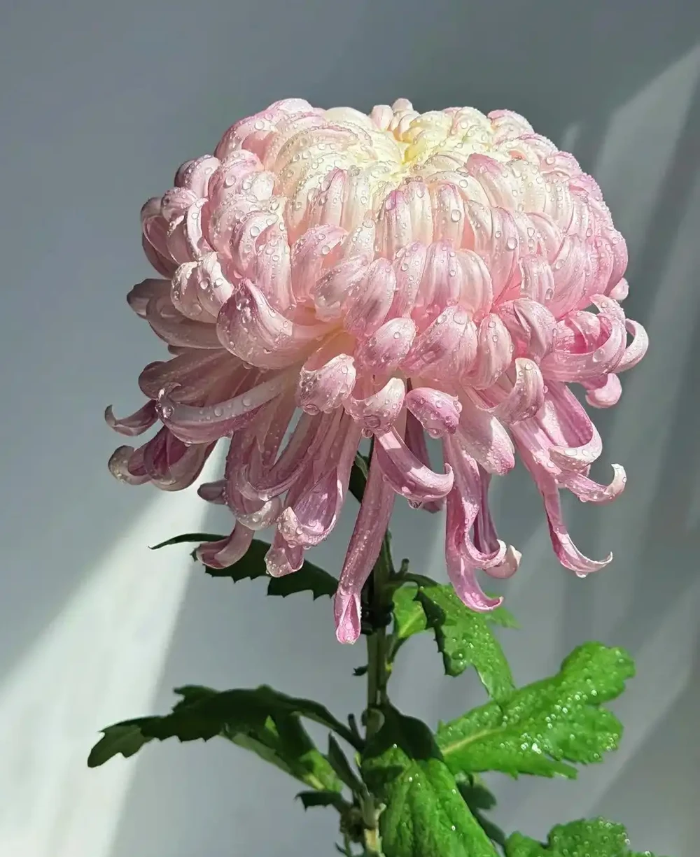 每一種花卉都不止一個名字,30種常見花卉名稱大合集,終於搞清楚了!