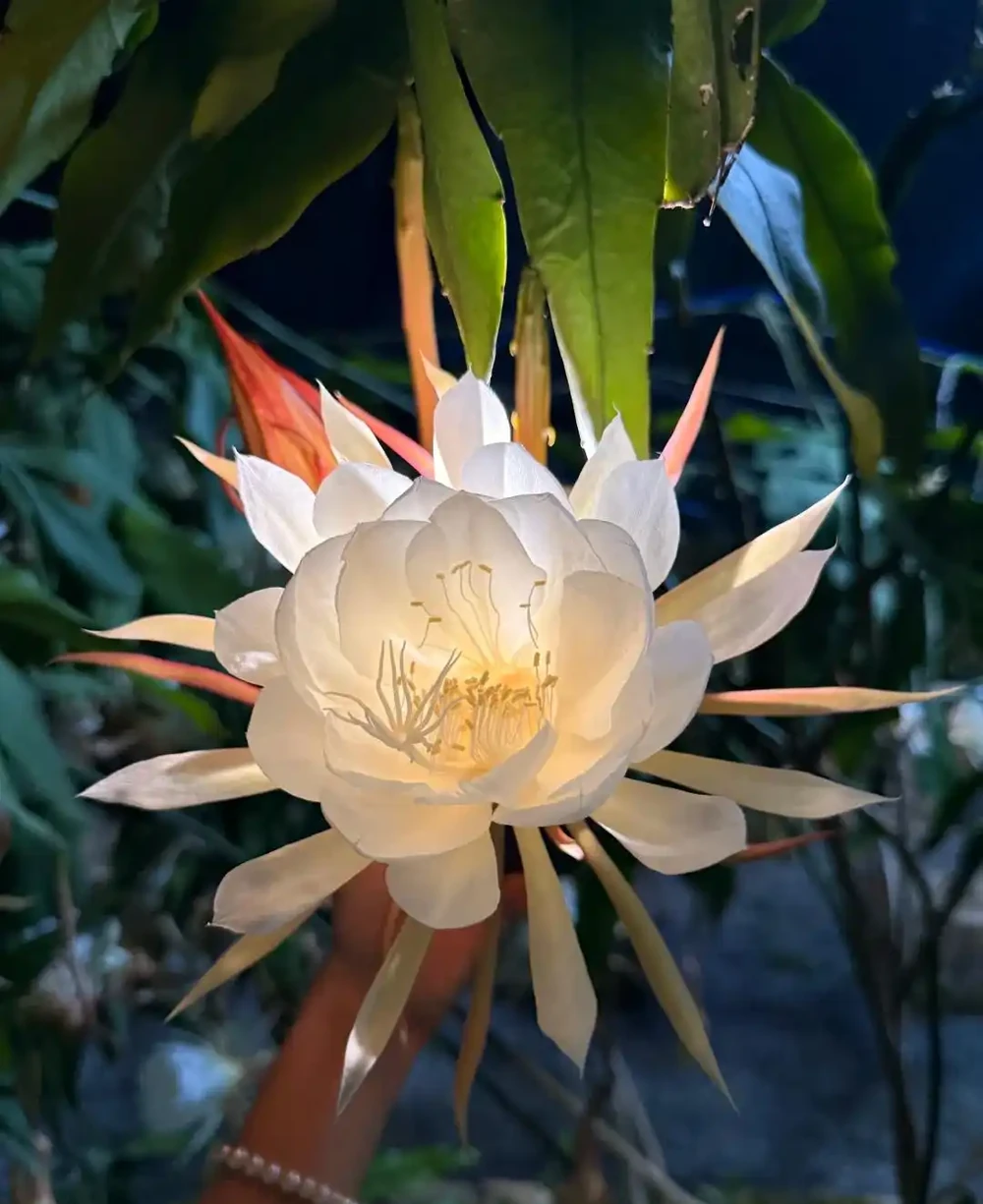 每一種花卉都不止一個名字,30種常見花卉名稱大合集,終於搞清楚了!