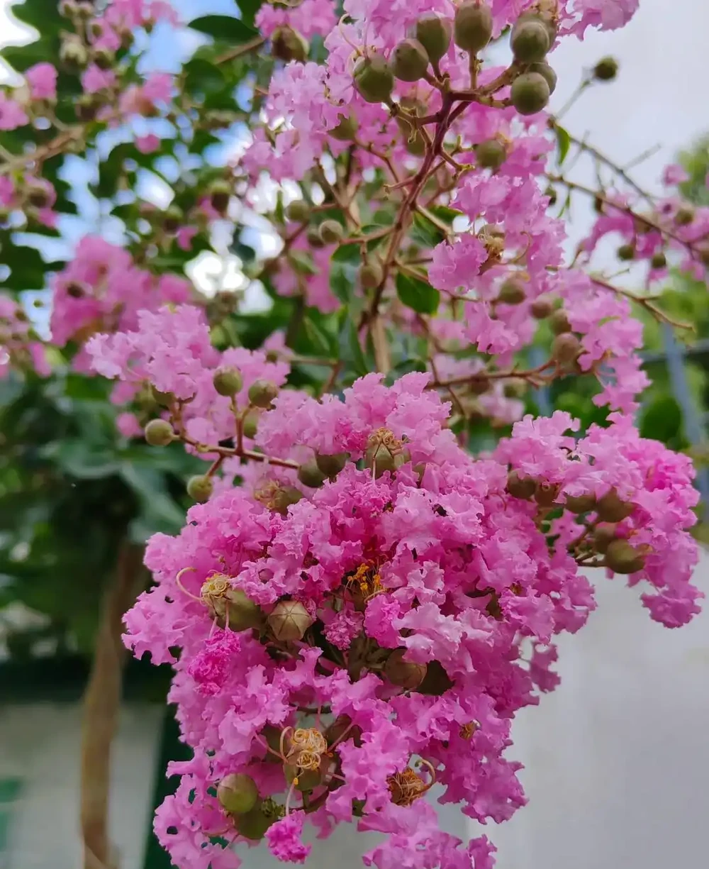 每一種花卉都不止一個名字,30種常見花卉名稱大合集,終於搞清楚了!