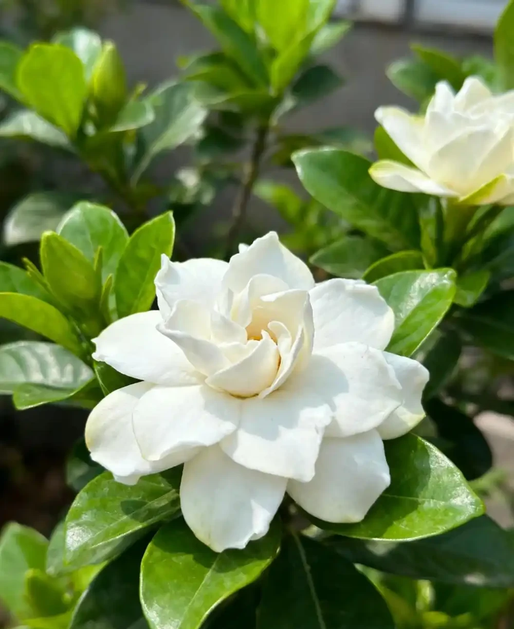 每一種花卉都不止一個名字,30種常見花卉名稱大合集,終於搞清楚了!