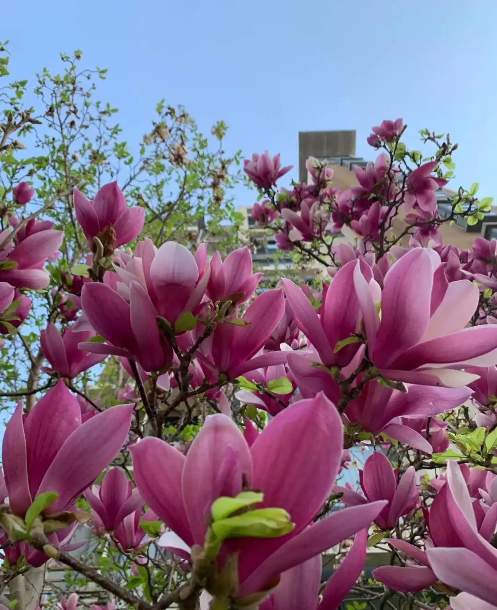 每一種花卉都不止一個名字,30種常見花卉名稱大合集,終於搞清楚了!