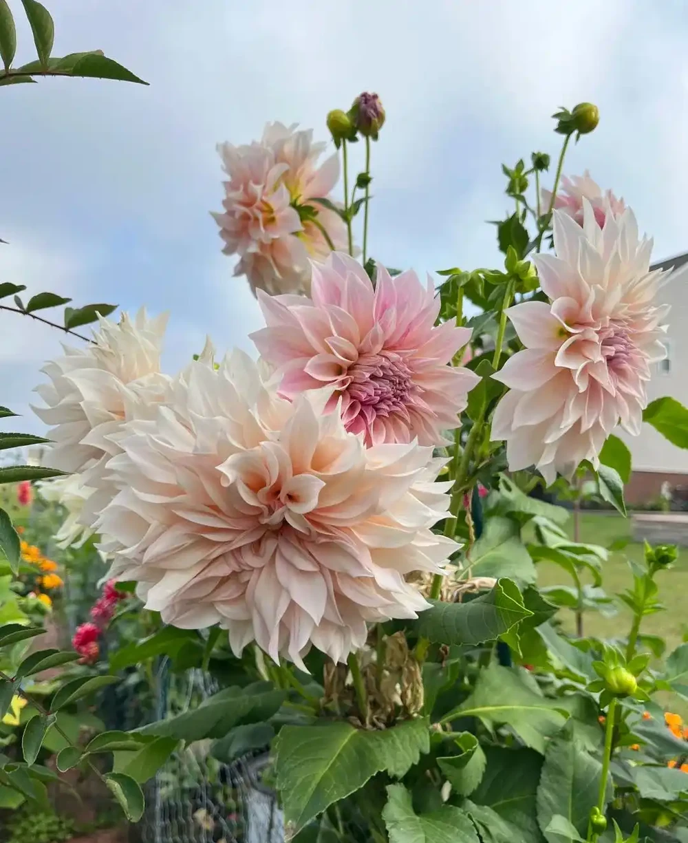 每一種花卉都不止一個名字,30種常見花卉名稱大合集,終於搞清楚了!