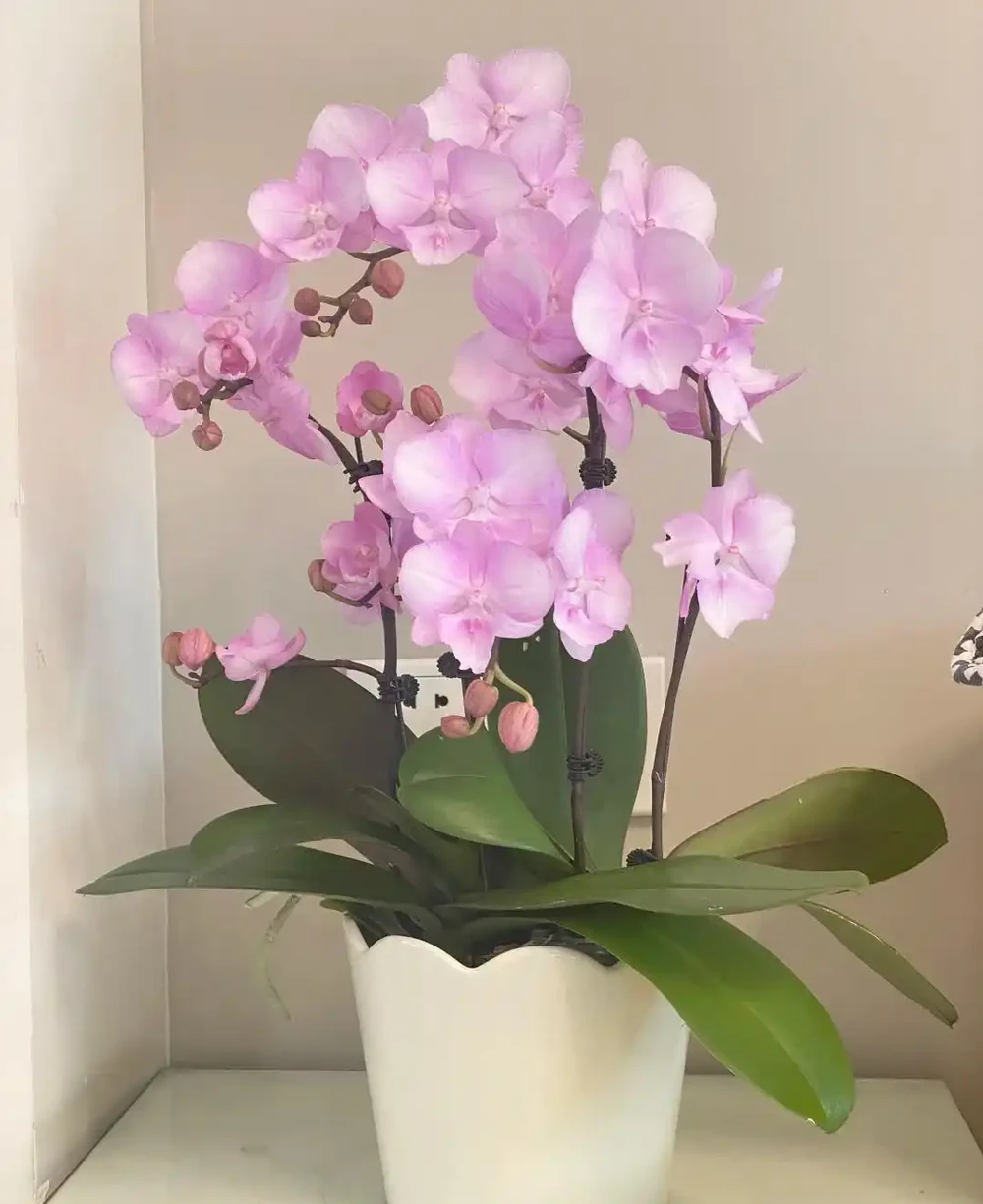 每一種花卉都不止一個名字,30種常見花卉名稱大合集,終於搞清楚了!