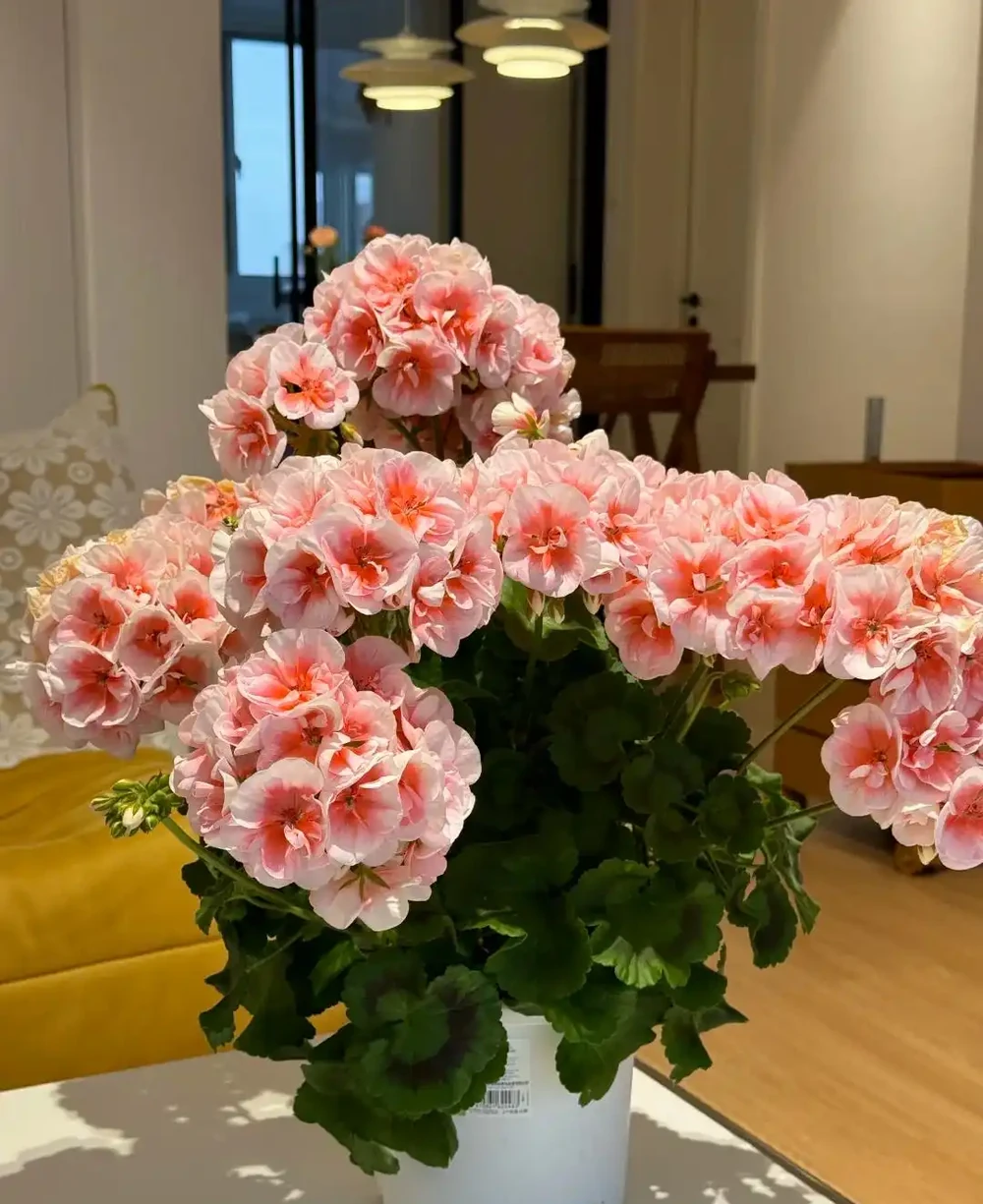 每一種花卉都不止一個名字,30種常見花卉名稱大合集,終於搞清楚了!