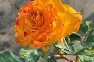每一種花卉都不止一個名字，30種常見花卉名稱大合集，終於搞清楚了！