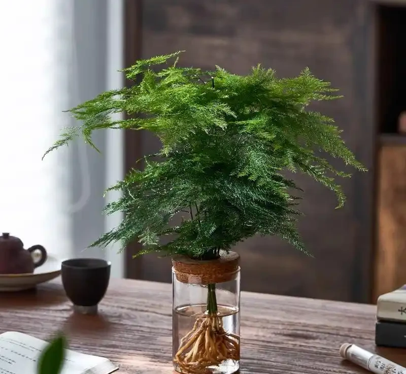 綠植養護全攻略:從土壤到肥料的一站式解決方案