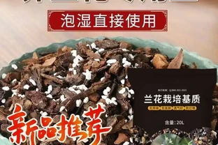 綠植養護全攻略：從土壤到肥料的一站式解決方案