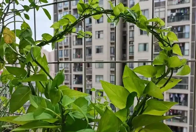 養黃金葛越養越成負擔,都是你忽略的小習慣在搞事