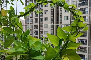 養黃金葛越養越成負擔，都是你忽略的小習慣在搞事
