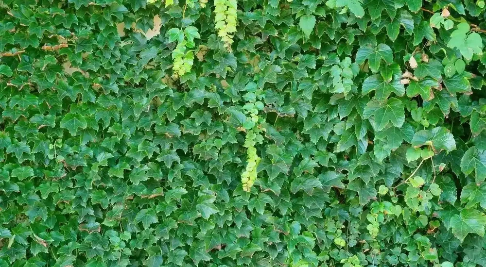 北方庭院首選,三類耐寒植物,零下二十度依舊常青