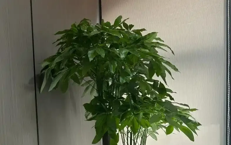 發財樹葉子掉光,3招就能起死回生,嫩芽呼呼冒!