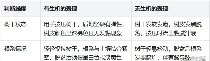 發財樹葉子掉光,3招就能起死回生,嫩芽呼呼冒!