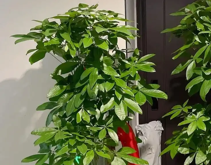發財樹葉子掉光,3招就能起死回生,嫩芽呼呼冒!