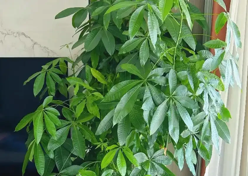 發財樹葉子掉光,3招就能起死回生,嫩芽呼呼冒!