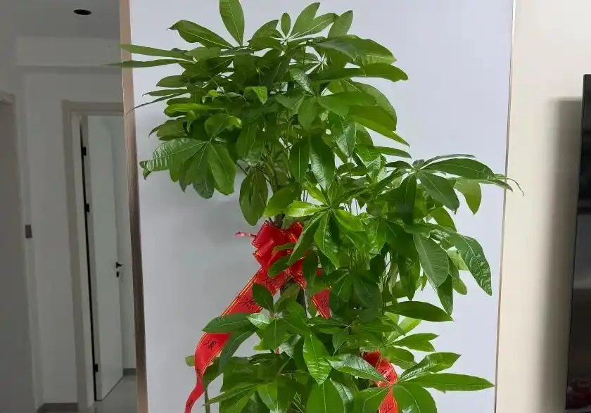 發財樹葉子掉光,3招就能起死回生,嫩芽呼呼冒!