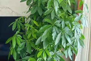 發財樹葉子掉光，3招就能起死回生，嫩芽呼呼冒！