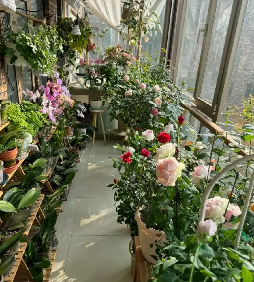 盆栽玫瑰花全是「盲枝」不開花?避開這3個「雷區」,陽臺也能養出「切花自由」,朵朵拳頭大