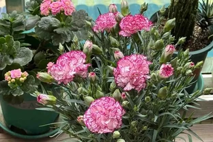 盆栽康乃馨養成了「乾枯草」？狠心做對這3步，花苞冒不停，送媽媽最有面