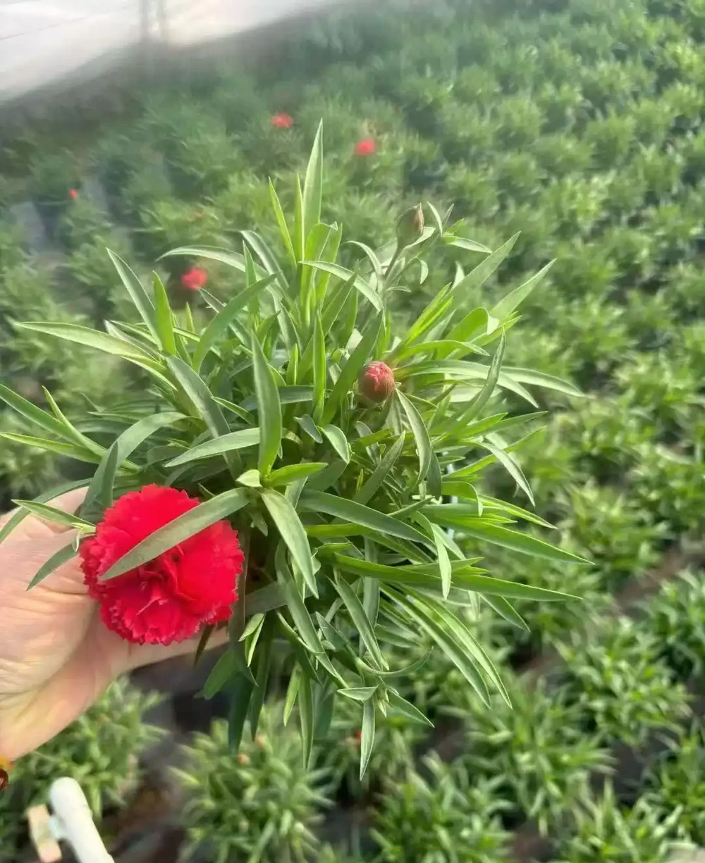 康乃馨是多年生草本植物