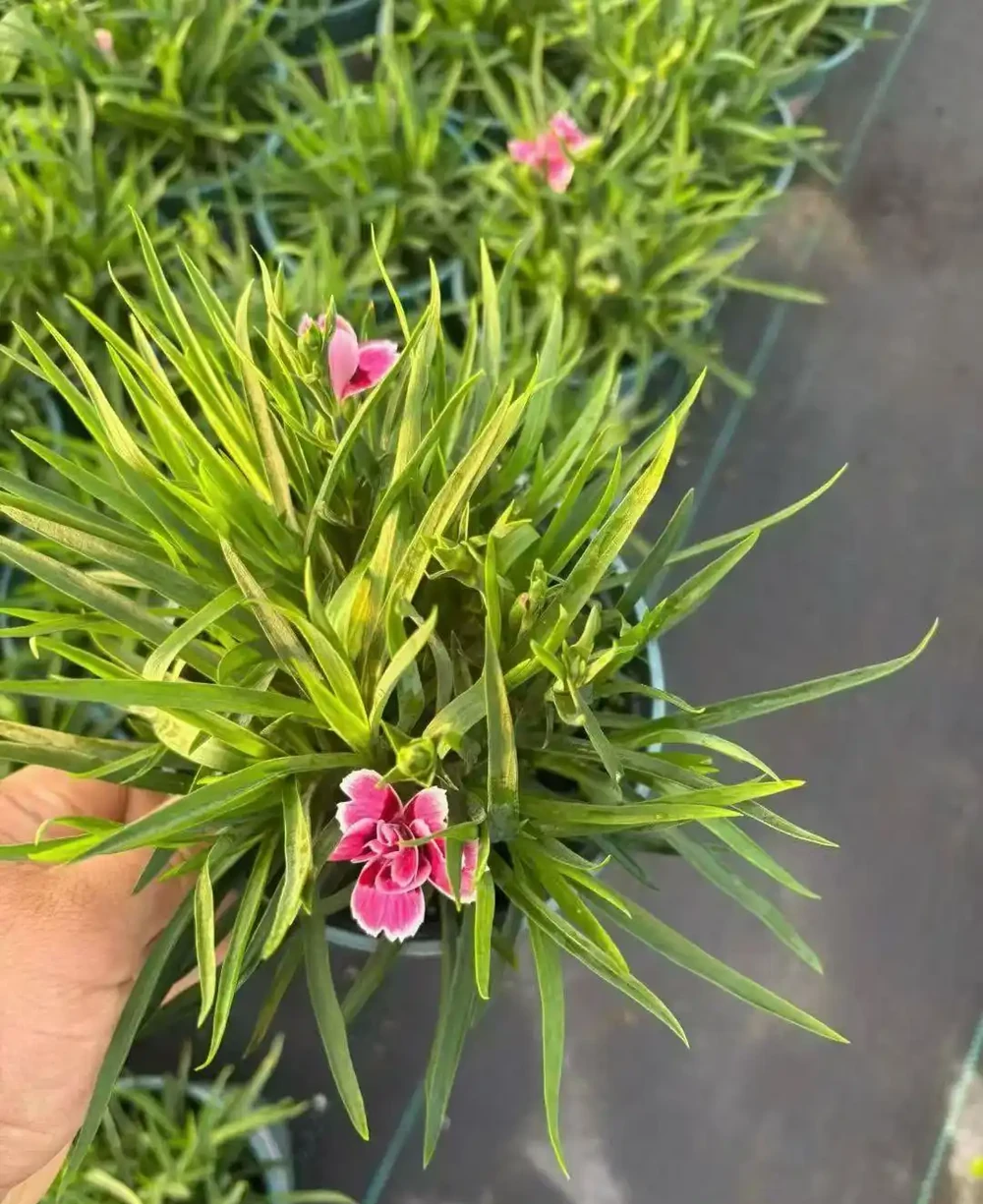 康乃馨開花有白色