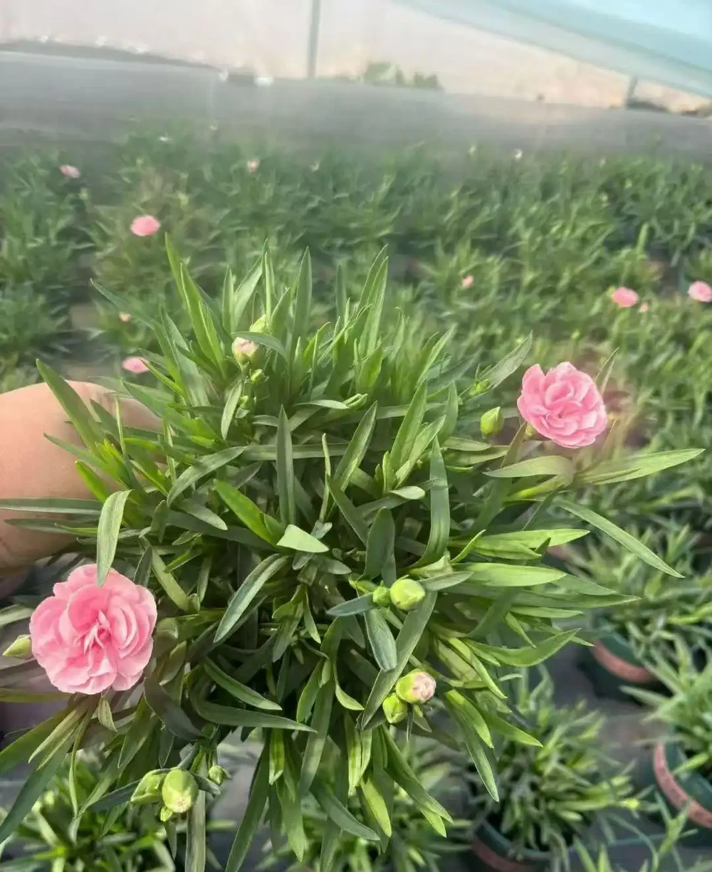 康乃馨是草本花卉