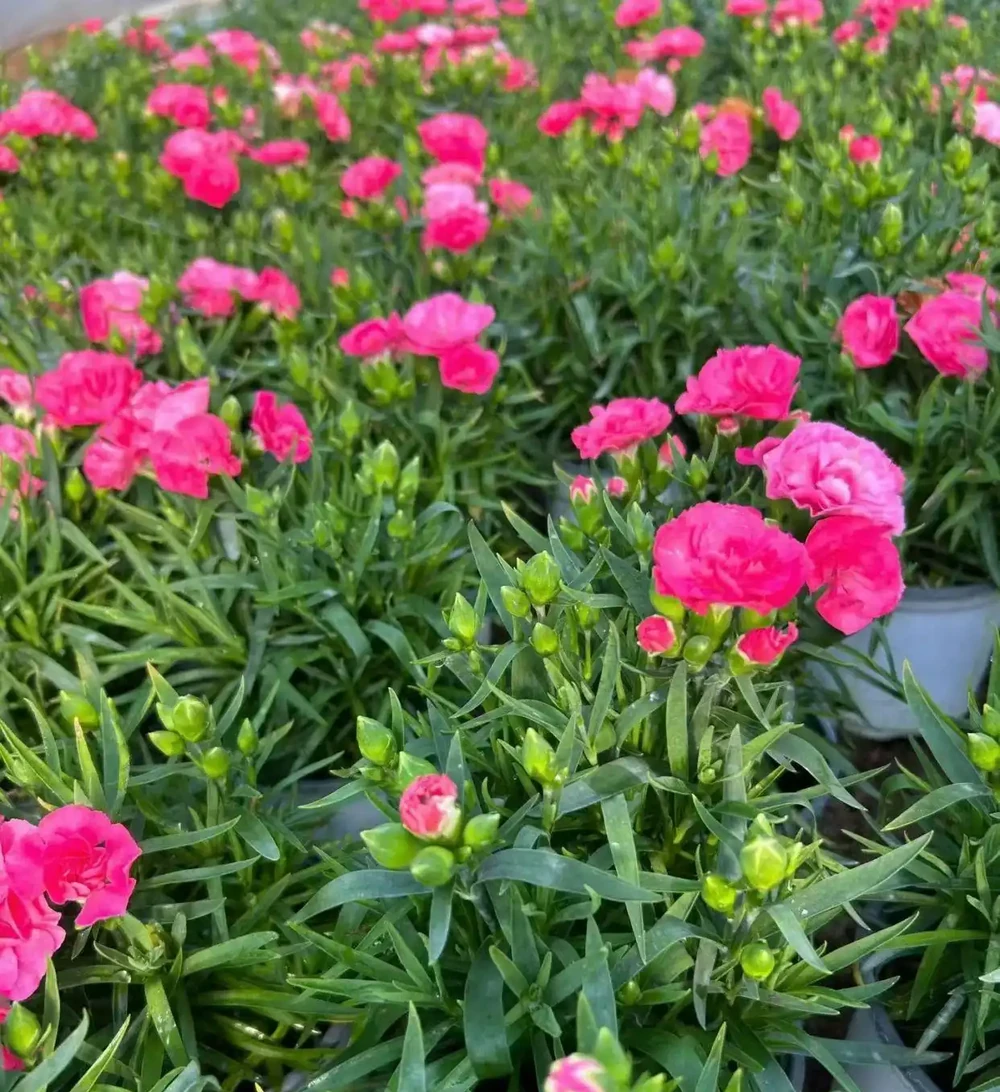 康乃馨開咕咕咕咕紅花