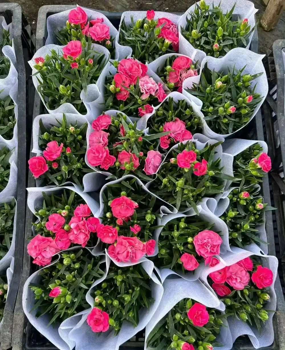 康奈娘開花4-9月
