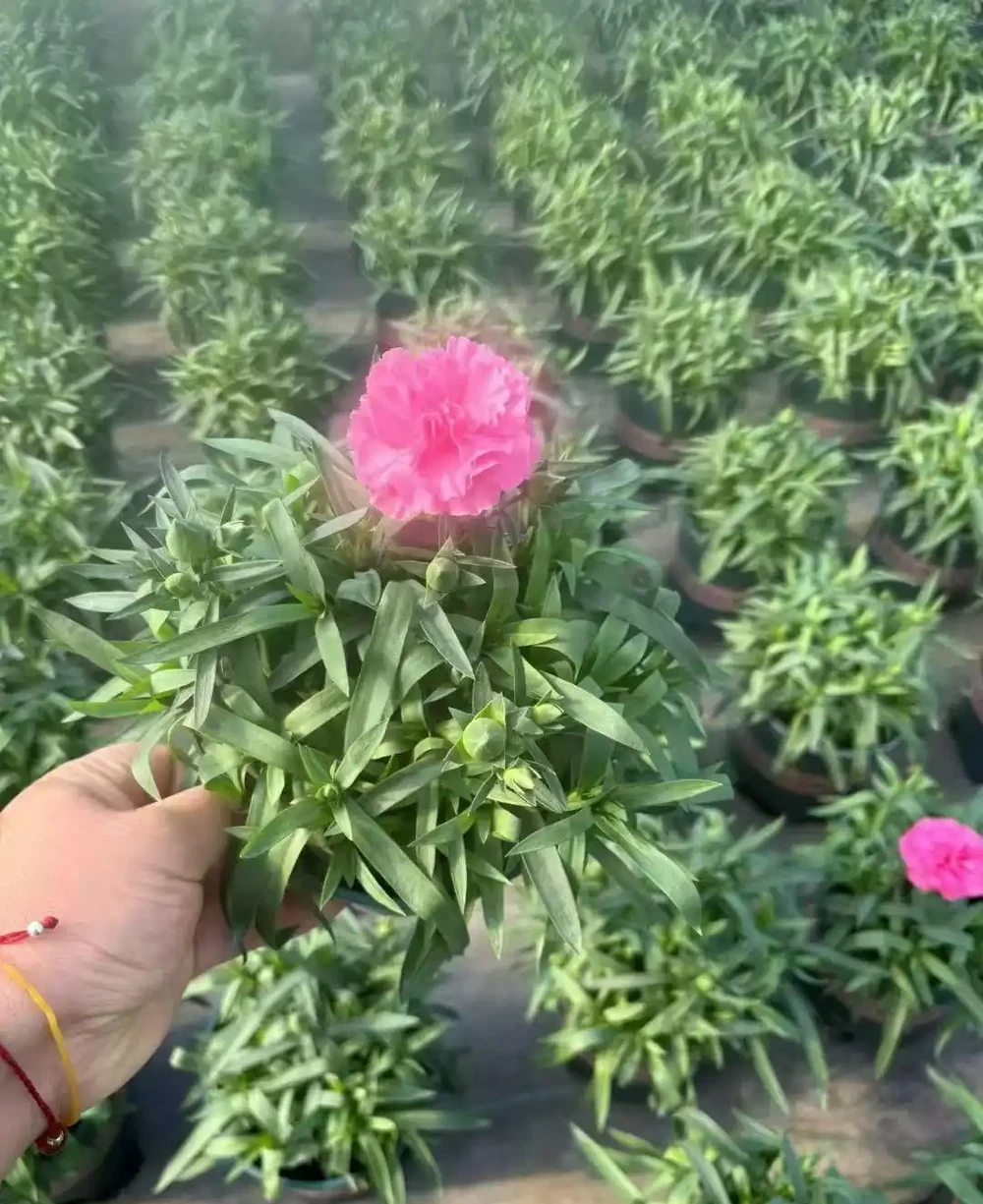 康乃馨開花有橙色