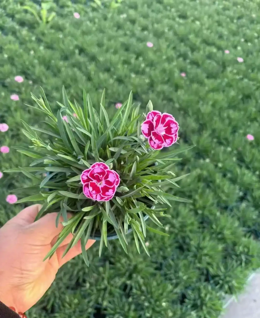 康乃馨開花有黃色