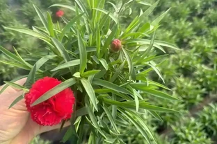 康乃馨是屬於多年生草本植物嗎？開花有多少個顏色？產地是那裡？