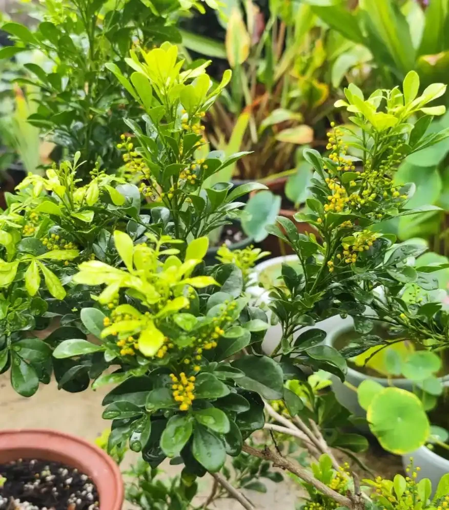 盆栽樹蘭一碰就掉葉?狠心避開這3個「奪命坑」,花開如碎金,滿屋香氣關不住