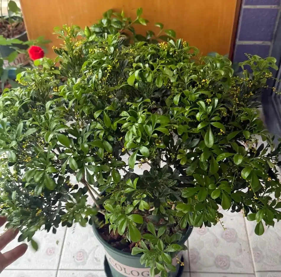 盆栽樹蘭一碰就掉葉?狠心避開這3個「奪命坑」,花開如碎金,滿屋香氣關不住