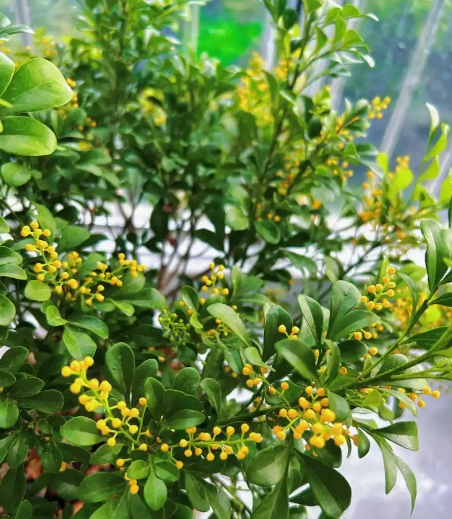 盆栽樹蘭一碰就掉葉?狠心避開這3個「奪命坑」,花開如碎金,滿屋香氣關不住
