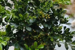 盆栽樹蘭一碰就掉葉？狠心避開這3個「奪命坑」，花開如碎金，滿屋香氣關不住