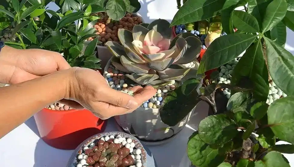 養花時發泡煉石別亂用，鋪面和墊盆底都有講究，看你又沒用對