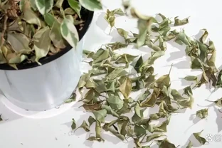 盆栽土面上枯葉落葉能變肥料？別讓它變成滋生病蟲害的「溫床」！