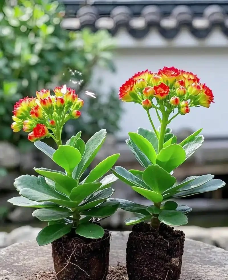 全年有花賞！這6種室內四季開花植物，旺家又養眼