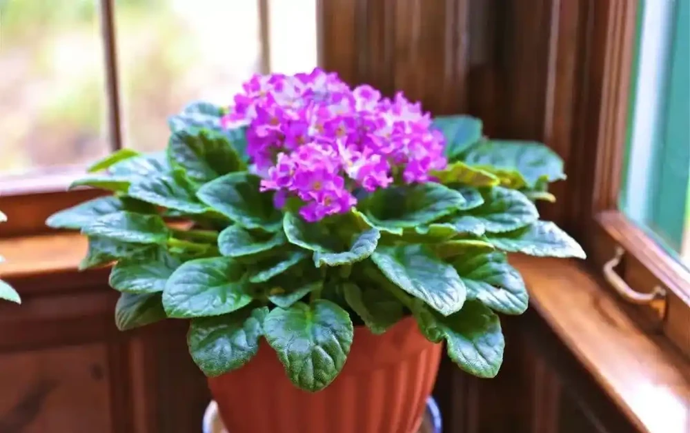 全年有花賞！這6種室內四季開花植物，旺家又養眼