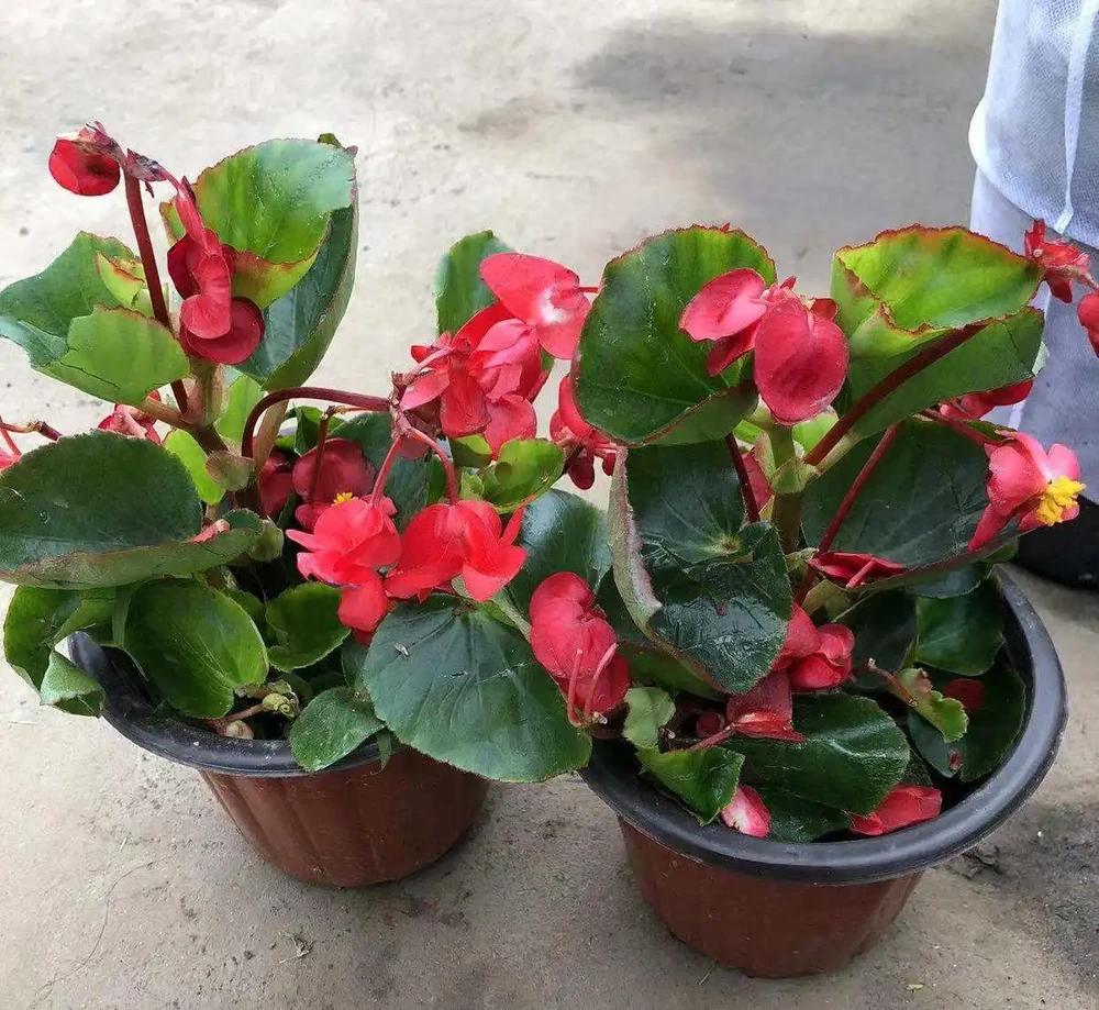 全年有花賞！這6種室內四季開花植物，旺家又養眼