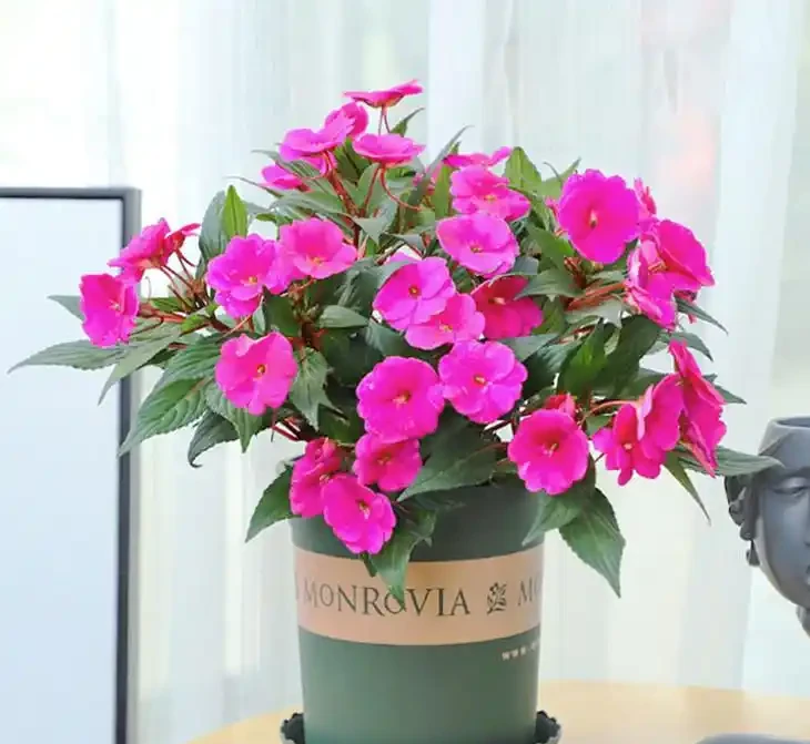 全年有花賞！這6種室內四季開花植物，旺家又養眼