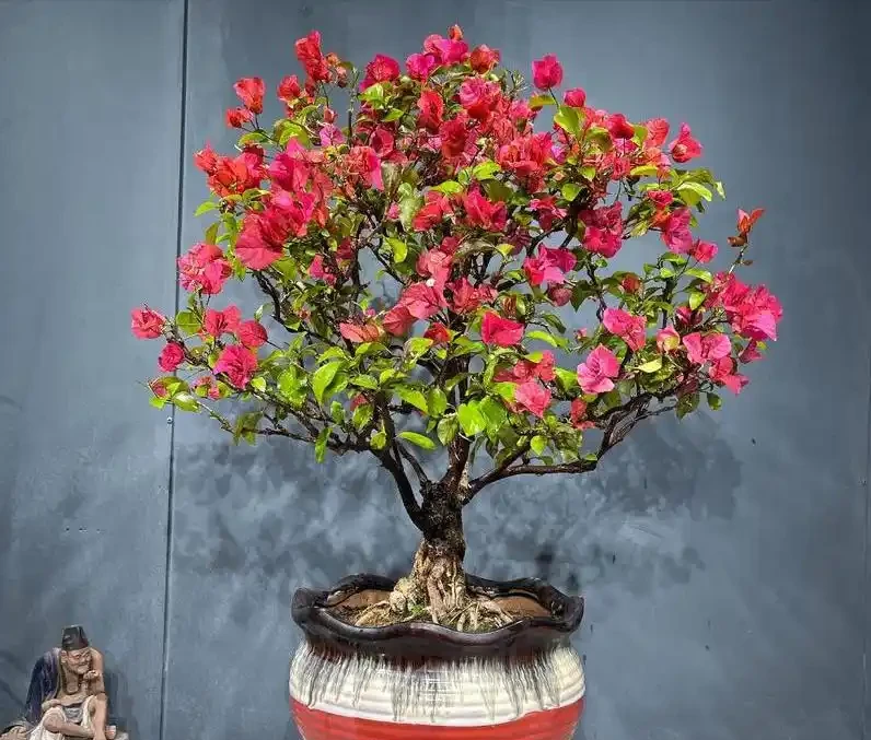 全年有花賞！這6種室內四季開花植物，旺家又養眼
