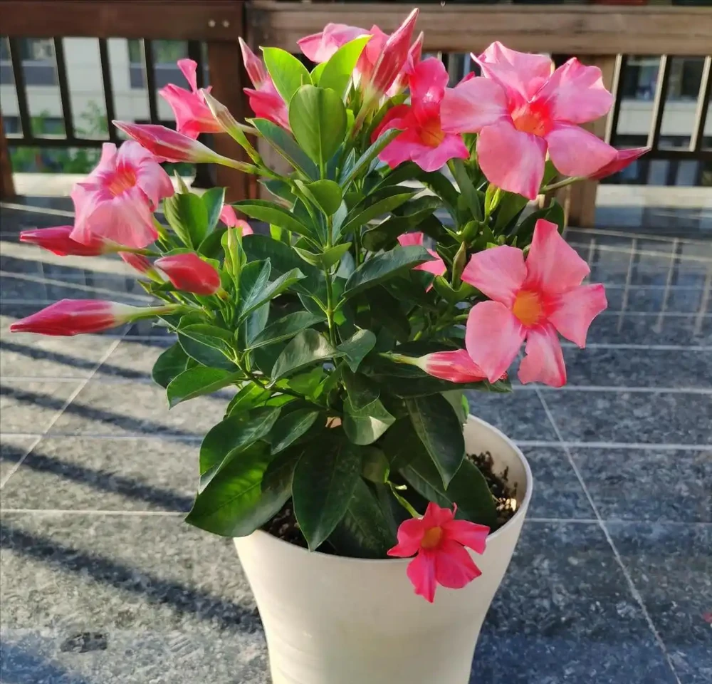全年有花賞！這6種室內四季開花植物，旺家又養眼