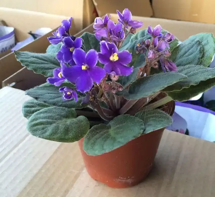 全年有花賞！這6種室內四季開花植物，旺家又養眼