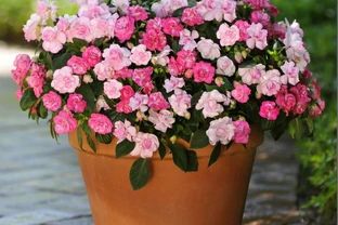 全年有花賞！這6種室內四季開花植物，旺家又養眼